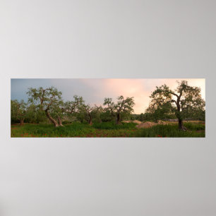 Olive tree grove at sunset poster