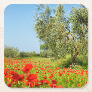 Olive tree in poppy field coaster