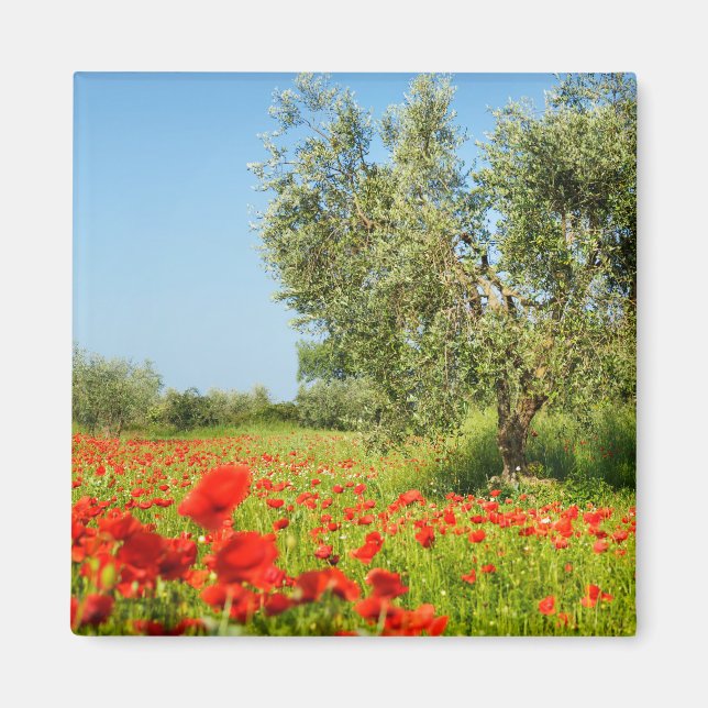 Olive tree in poppy field magnet (Front)