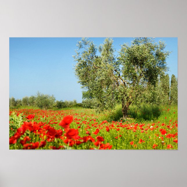 Olive tree in poppy field poster (Front)