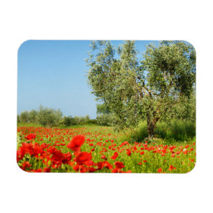 Olive tree in poppy field rectangular magnet