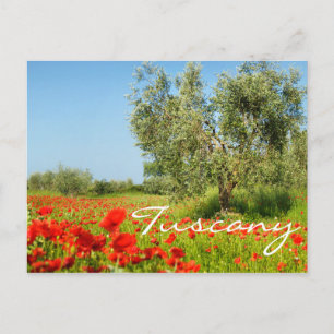 Olive tree in poppy field text postcard
