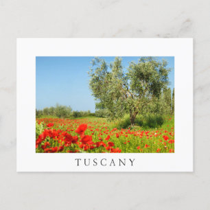 Olive tree in poppy field, Tuscany white postcard