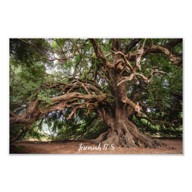 Olive Tree Jeremiah 17:8 Poster (Front)