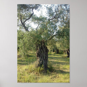 Olive Tree on the Greek island of Thassos Poster