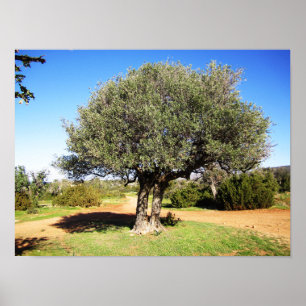 Olive Tree Poster