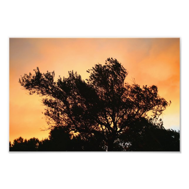 Olive Tree Silhouette At Sunset Photo Print (Front)