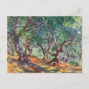 Olive Trees in Bordighera, 1884 Claude Monet Postcard