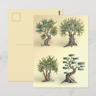 Olive trees in Provence pruned. Postcard