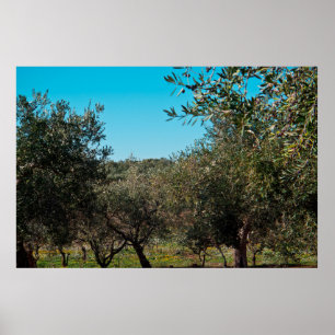 Olive trees in the Apulian landscape in autumn. ag Poster