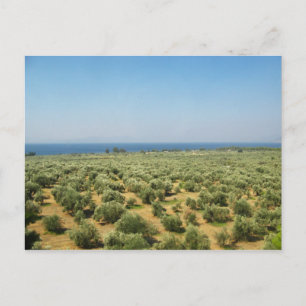 Olive trees postcard