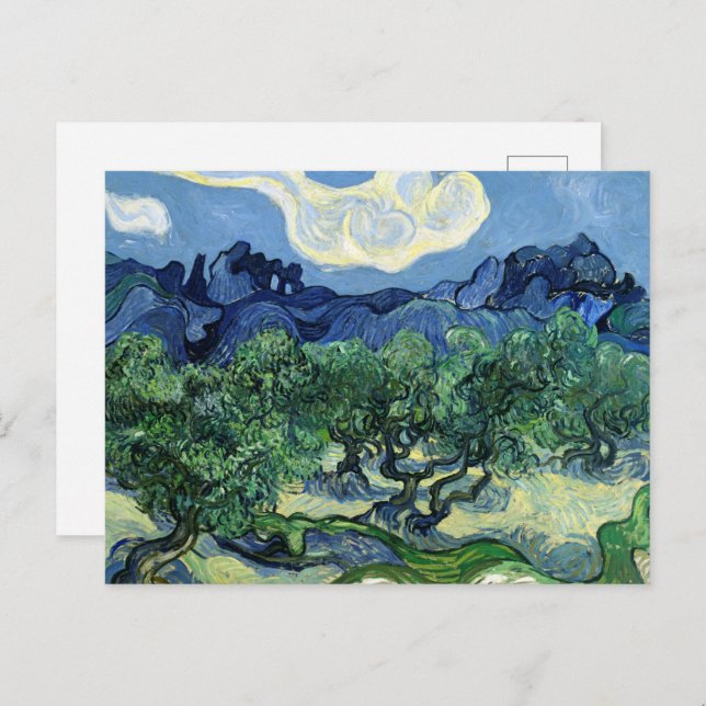 Olive Trees with the Alpilles in the Background Postcard (Front/Back)