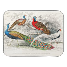 Oliver Goldsmith Famous Painting Common Peacock
