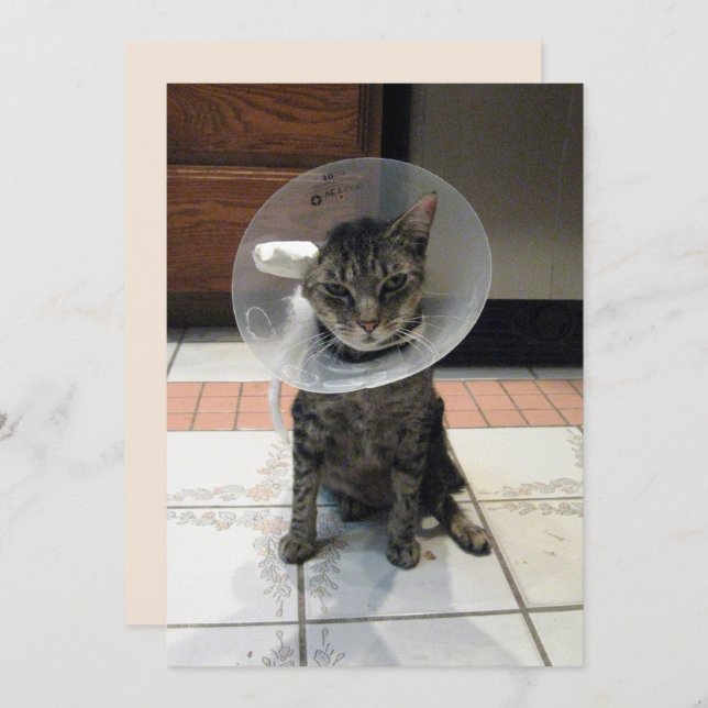 Oliver The Cats Cone of Shame Flat Get Well Card (Front/Back)