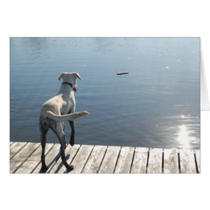 Oliver the Golden Lab