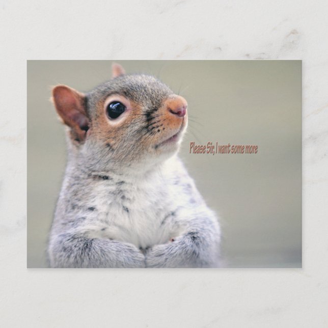 Oliver Twist Squirrel Postcard (Front)