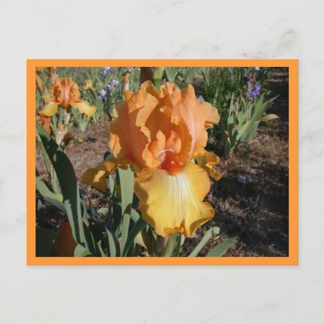 Olympic Challenge Postcard (Front)