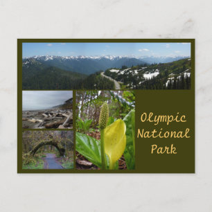 Olympic N.P. (Hurricane Ridge, Kalaloch, Hoh) Postcard