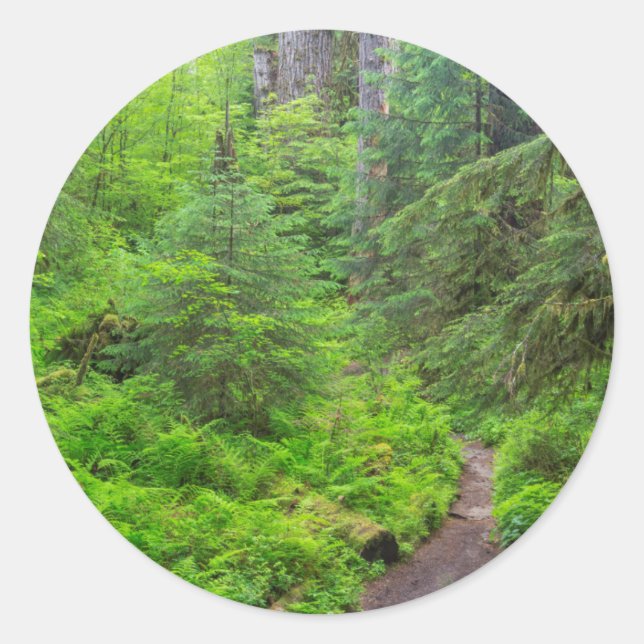 Olympic National Park, Forest trail Classic Round Sticker (Front)