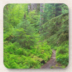 Olympic National Park, Forest trail Coaster