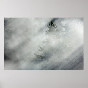 Olympic National Park   Hoh River Valley Poster