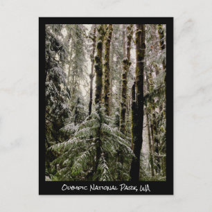 Olympic National Park Postcard