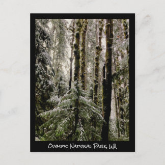 Olympic National Park Postcard