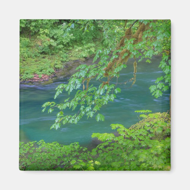 Olympic National Park Washington State Magnet (Front)