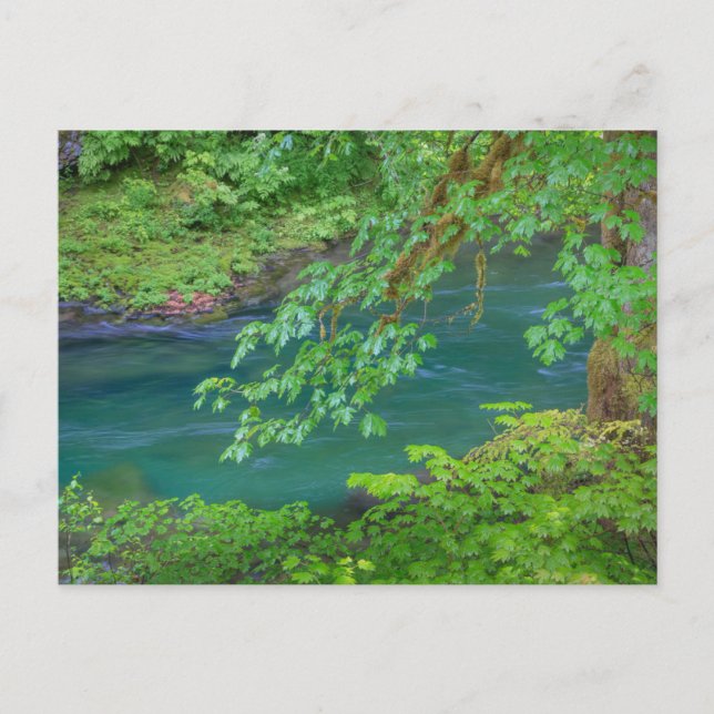 Olympic National Park Washington State Postcard (Front)