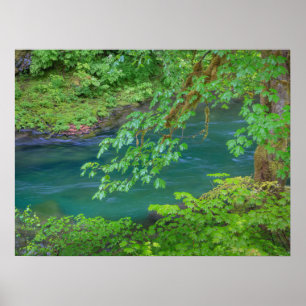 Olympic National Park Washington State Poster