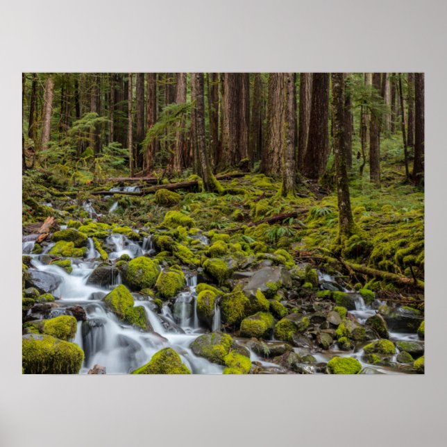 Olympic National Park, Washington State Poster (Front)