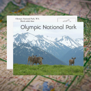 Olympic National Park Wildlife Travel Photo Postcard