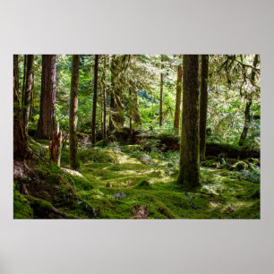 Olympic Peninsula Rainforest Poster