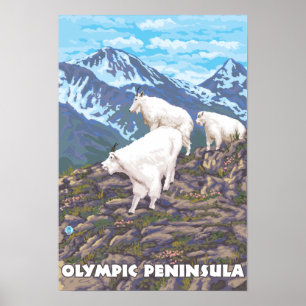 Olympic Peninsula, WashingtonMountain Goats Poster