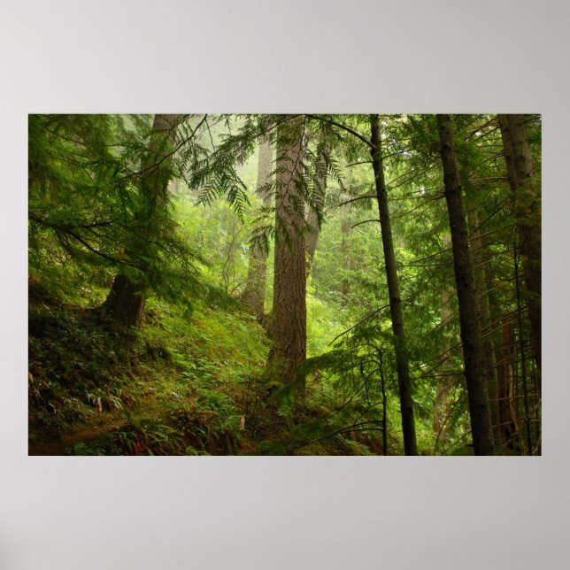 Olympic Rainforest Evergeens and Mist Photo Poster (Front)