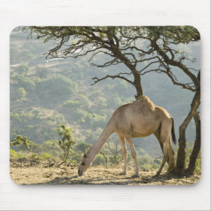 Oman, Dhofar Region, Salalah. Camel Mouse Pad