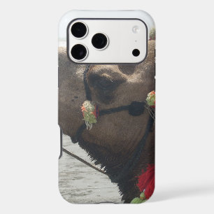 Oman Muscat Camel Photo Art Print