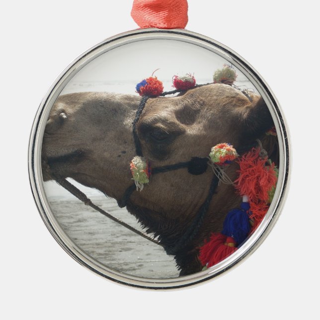 Oman Muscat Camel Photo Art Print Metal Ornament (Front)