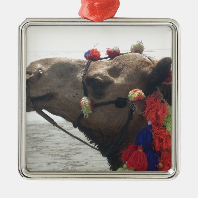 Oman Muscat Camel Photo Art Print Metal Ornament (Front)