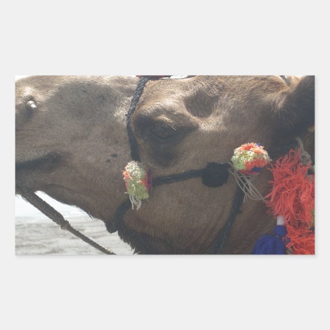 Oman Muscat Camel Photo Art Print Rectangular Sticker (Front)