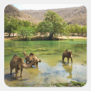 Oman, Wadi darbat Square Sticker