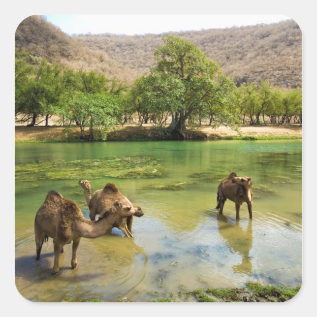 Oman, Wadi darbat Square Sticker (Front)
