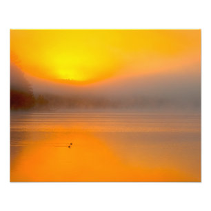 Ombre Sunrise Shining on Two Ducks Nature Photo - Print
