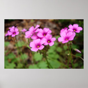 On My Doorstep Print