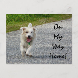 On My Way Home Doggie Postcard