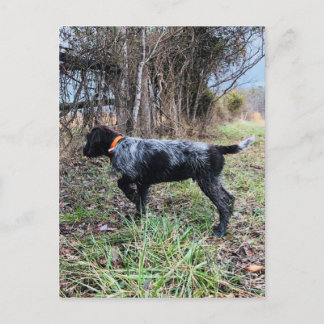 On point puppy postcard