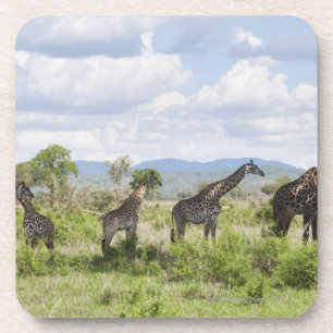 On safari in Mikumi National Park in Tanzania, 2 Coaster