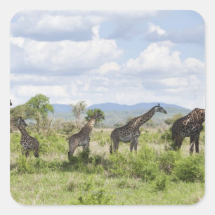 On safari in Mikumi National Park in Tanzania, 2 Square Sticker