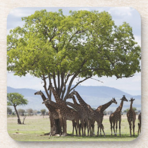 On safari in Mikumi National Park in Tanzania, Coaster