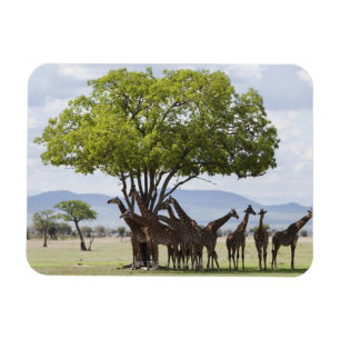 On safari in Mikumi National Park in Tanzania, Magnet